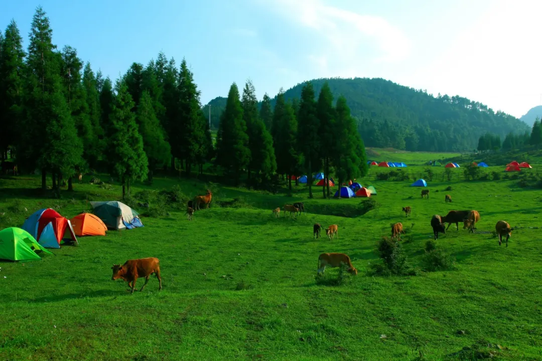 绿韵千野草场.jpg